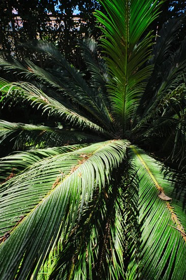 Fern palm sago palm Cycas revoluta leaves close up shot in sun. Cycas or cycad palm leaves green pattern