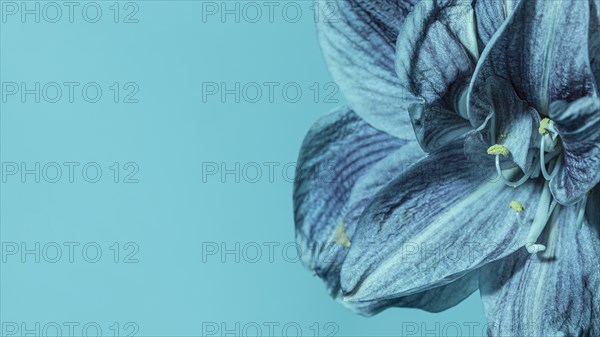 Pretty macro blue flower