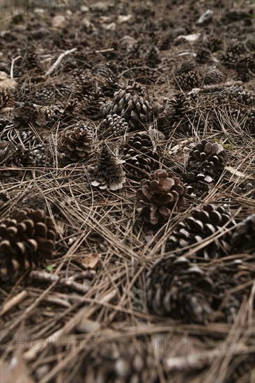 Close up pine cones nature