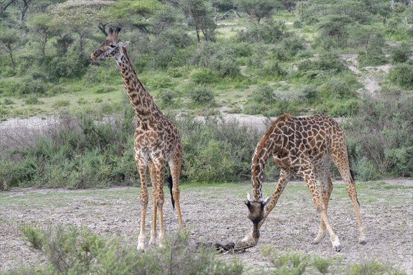 Masai giraffe