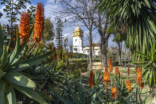 Aloe vera flower in Maria Luisa Park and the Conservatory of Dance Conservatorio de danza Antonio Ruiz Soler