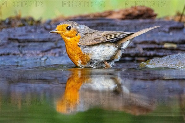 European robin