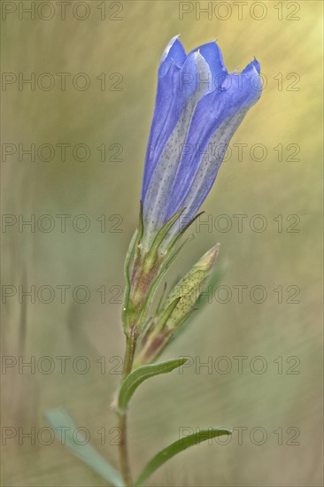 Marsh gentian