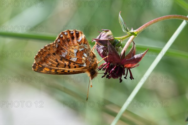 Bog moth