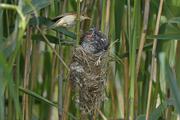 Common cuckoo