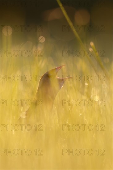 Corn crake