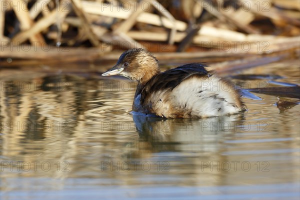 Little Grebe