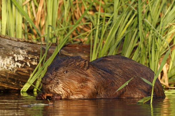 Beaver