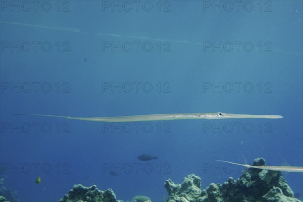 Bluespotted cornetfish