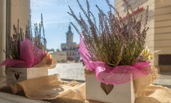 View through the cafe window of the town square with the town hall in the background. Heathers in white pots on the windowsill in the foreground. Romantic concept for St Valentine. Pleasant