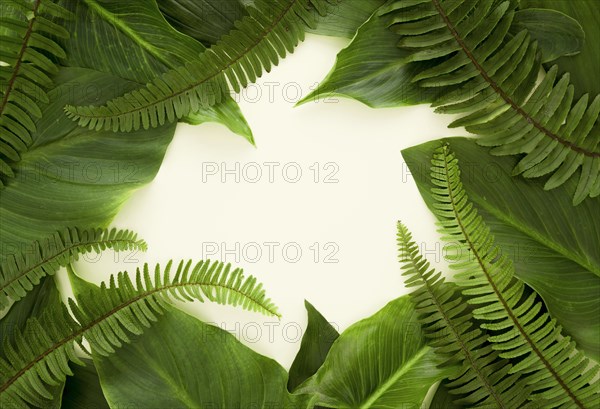 Top view lots leaves ferns with