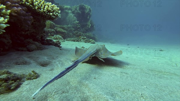 Blue spotted Stingray or Bluespotted Ribbontail Ray