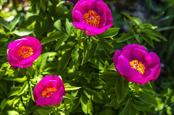 Single flowering peony