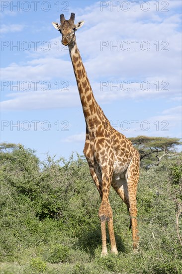 Masai giraffe