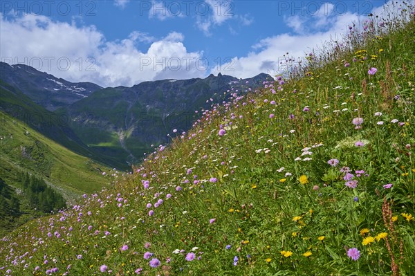 Alpine Meadow