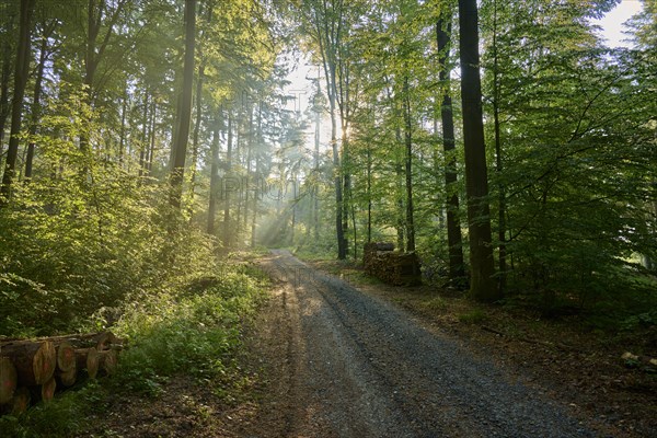 Forest path