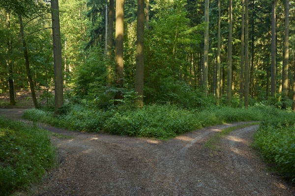 Fork in the road