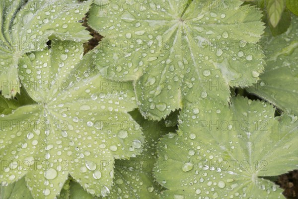 Lady's mantle