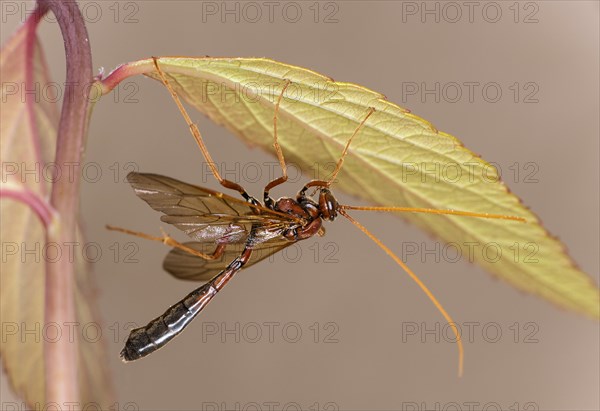 Ichneumon wasp