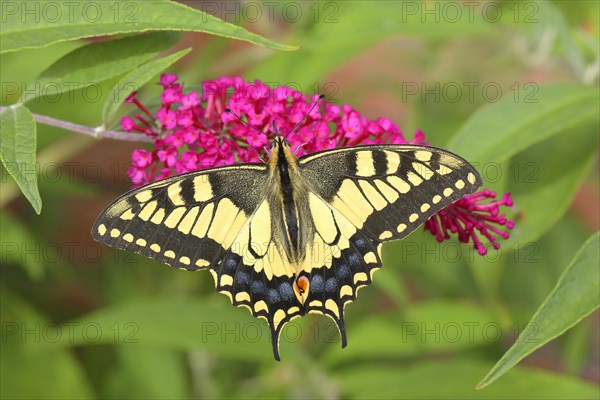 Swallowtail