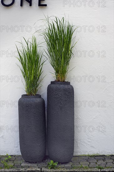 Switchgrass