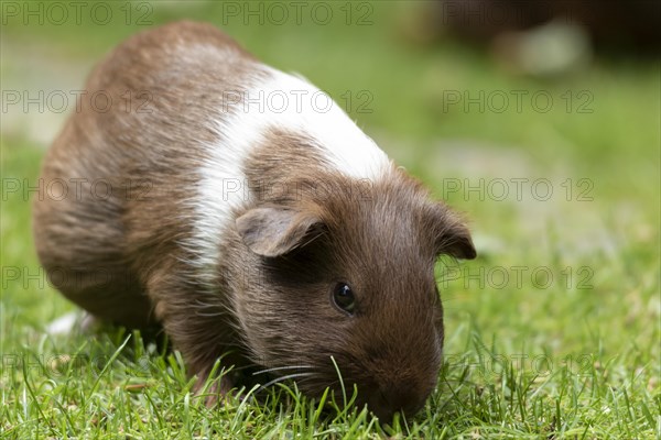 Domestic guinea pig