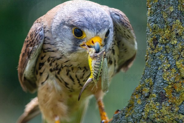 Common kestrel