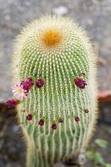 Close-up of a Neobuxbaumia Polylopha cactus with colorful flowers