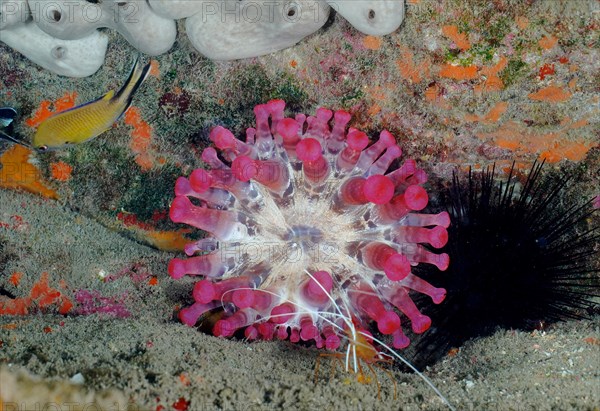 Pink club-tipped anemone