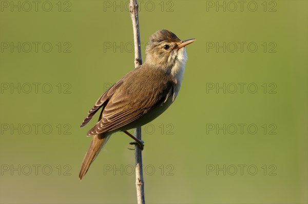 Marsh Warbler