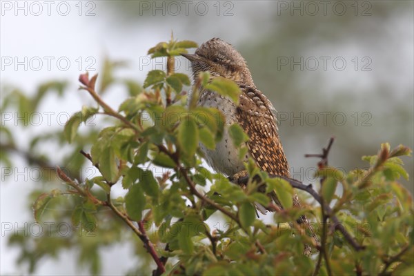 Eurasian wryneck