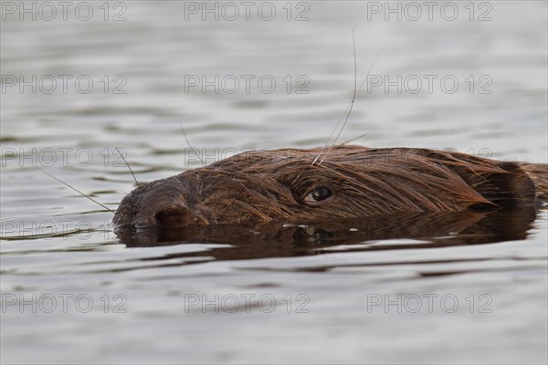 Beaver