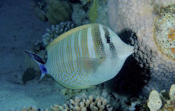 Desjardin's sailfin tang