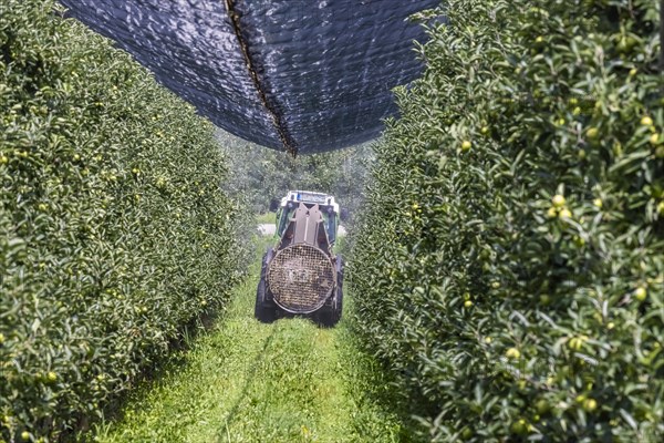 Apple orchard at Lake Constance