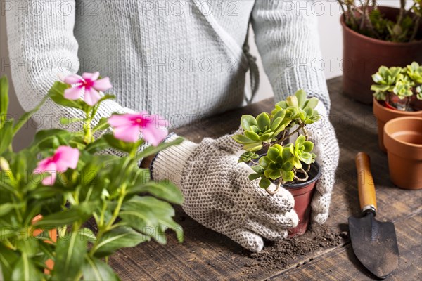 Planting flowers pot