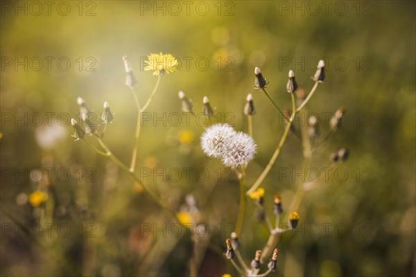 White flower with bud sunlight