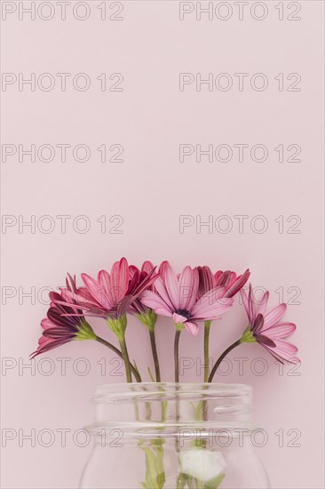 Pink daisies inside glass jar
