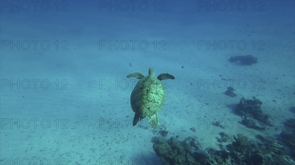 Top view of Great Green Sea Turtle