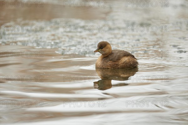 Little Grebe