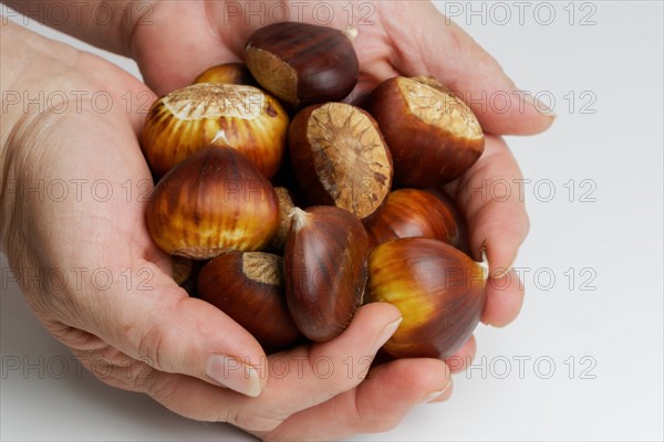 Woman holding in her hands wild chestnuts collected in the field on a white background