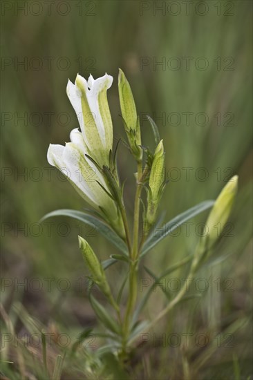 Marsh gentian