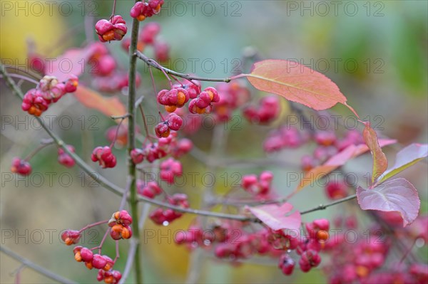 European spindle