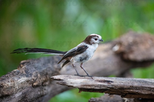 Long-tailed Tit