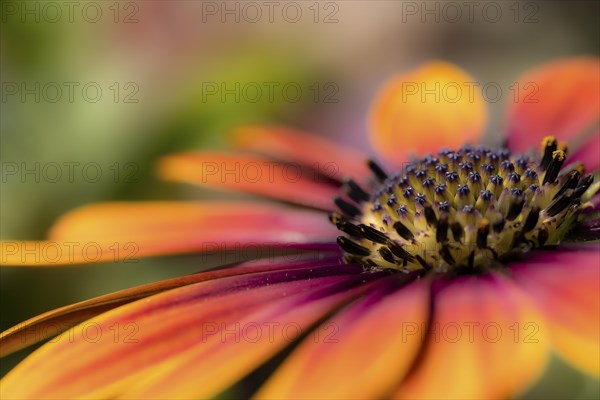 Gerbera orange red