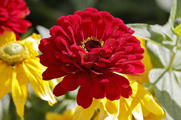 Red-flowered zinnia