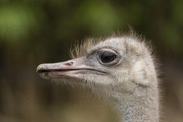 South African ostrich