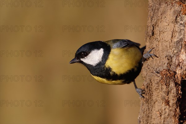 Great tit