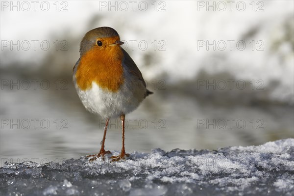 European robin