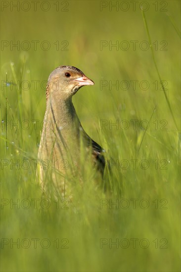 Corn crake