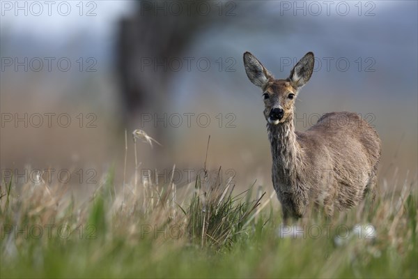 Roe deer